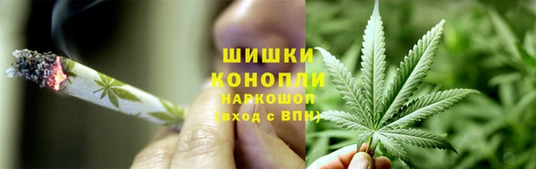 прущие грибы Корсаков