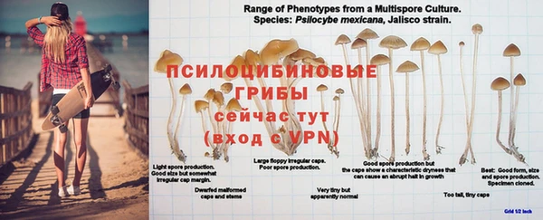 прущие грибы Корсаков